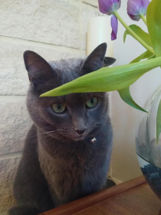 לינה וארוחת בוקר ביניק Les Camelias מראה חיצוני תמונה